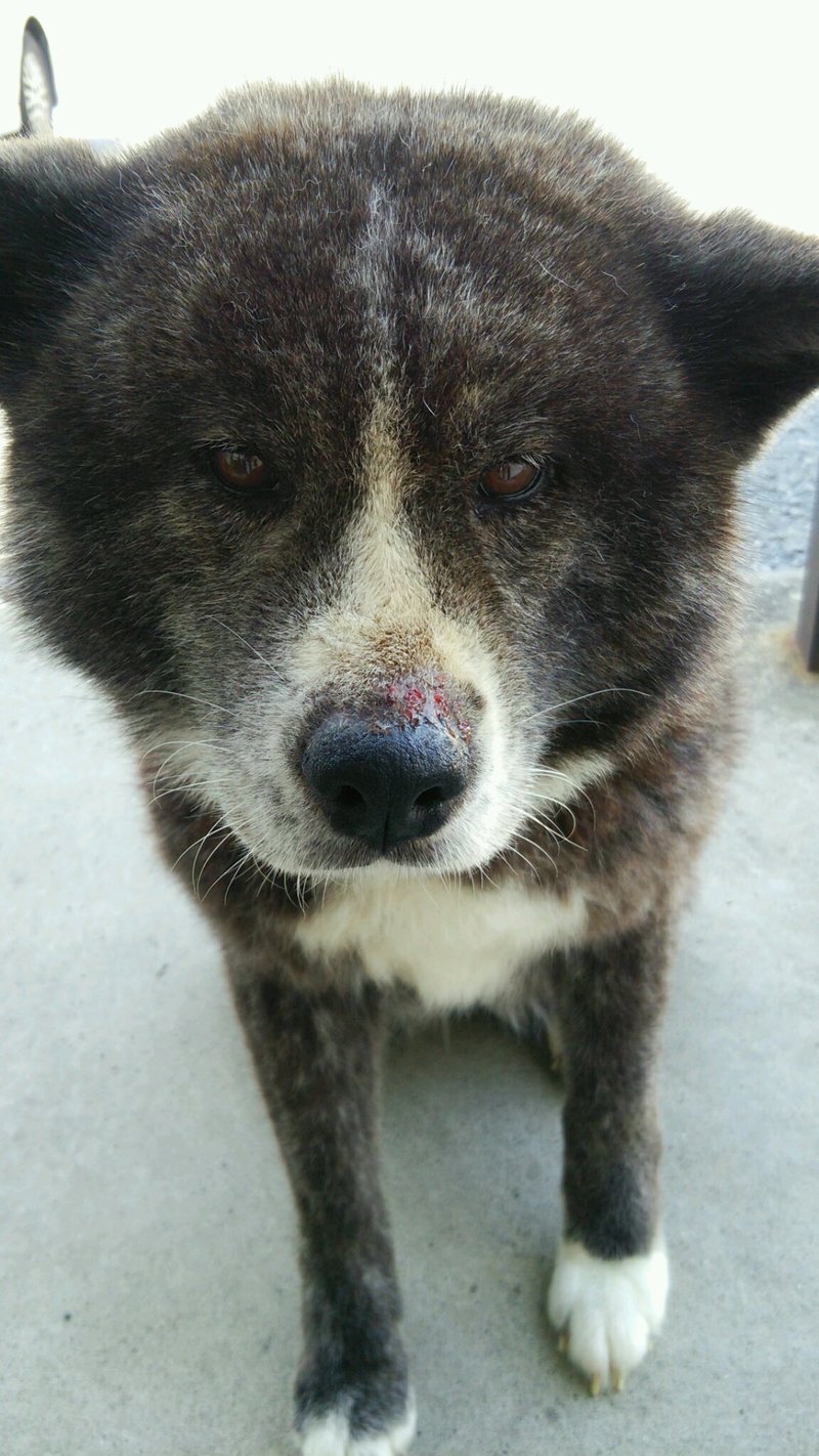 犬のアレルギーの施術例1